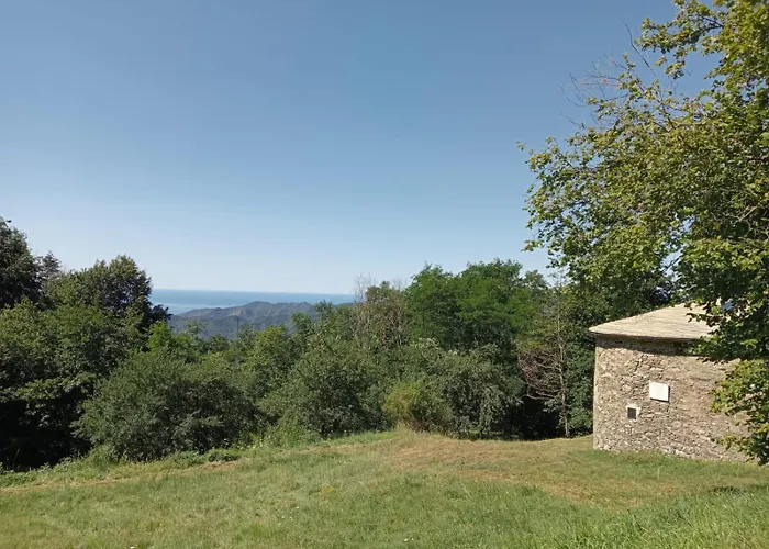 Faggio Rotondo